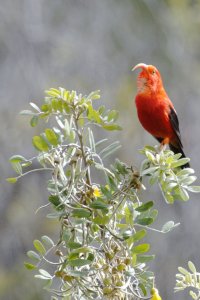 I'iwi displaying