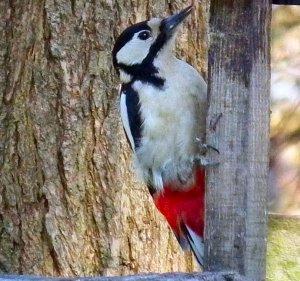 Greater spotted woodpecker