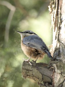 fledgling nuthatch