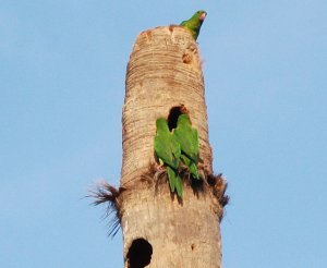 Green Parakeets