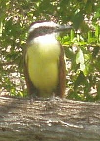 Great Kiskadee