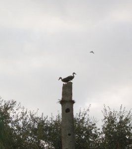 Black-bellied whistling Ducks