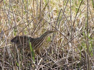 American Bittern