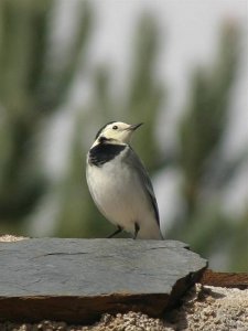 White Wagtail 3