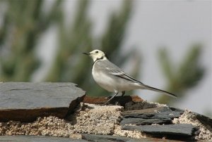 Whie Wagtail 2