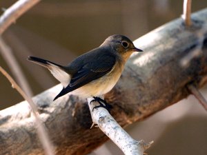 Red Breasted Flycatcher