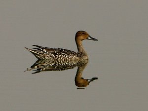 Pintail