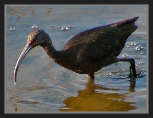 White-faced Ibis