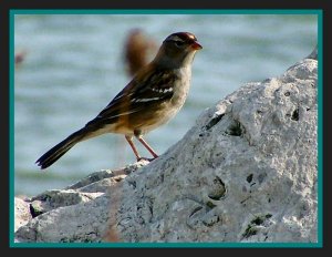 White-crowned Sparrow /1st winter