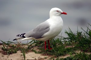 Red Billed Gull