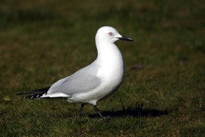 Black Billed Gull