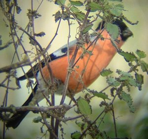 Northern Bullfinch