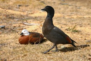 Paradise Shelduck