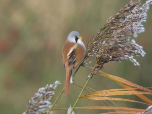 Bearded Reedling