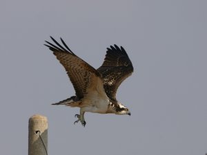 Osprey