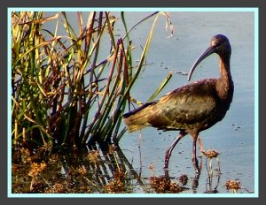 White-faced Ibis