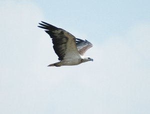 White-bellied Sea Eagle