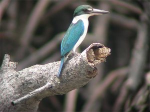 Collared Kingfisher