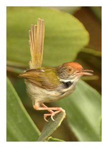 Common Tailorbird