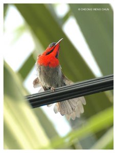 Crimson Sunbird