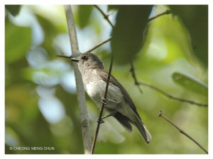 Mangrove Whistler