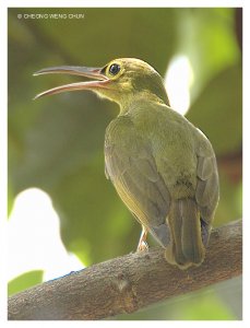 Spectacled Spiderhunter