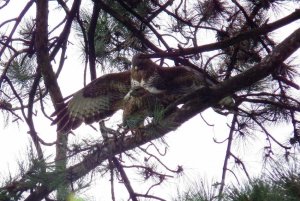 Buzzard