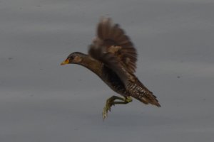 Spotted Crake