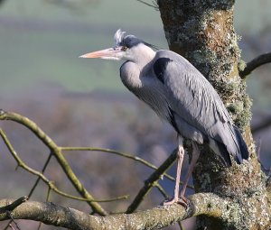 Haughty Heron