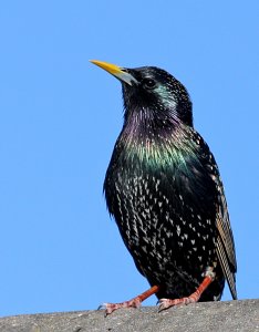 Shiny Starling