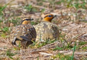 Pin-tailed Sandgrouse