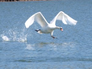 Swan lake,