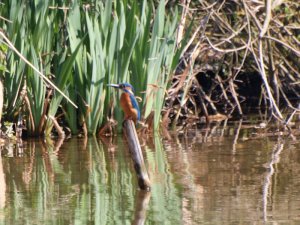 Kingfisher lackford