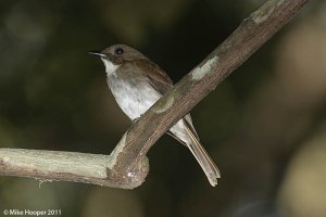 Grey-chested Jungle Flycatcher