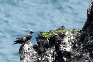 Black noddy preen club