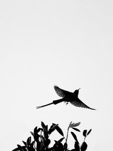 Malachite Sunbird Silhouette