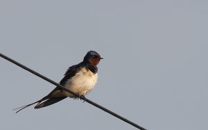 Hello and Goodbye-1st Swallow shot for the year