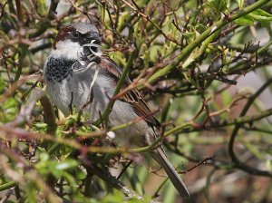 A very busy Mr Sparrow