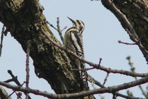 Sapsucker