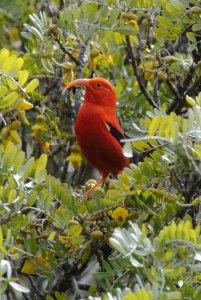 Perched I'iwi