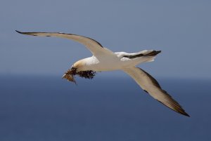 Australasian Gannet  (Takapu)