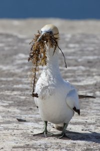 Australasian Gannet  (Takapu)