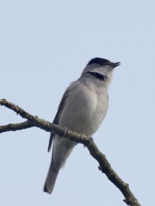 Blackcap