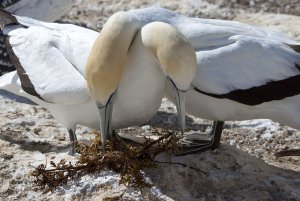 Australasian Gannet  (Takapu)