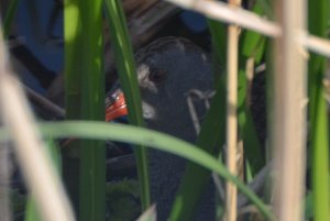 Water Rail