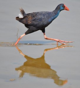 Purple Swamphen, S'Albufera, Mallorca