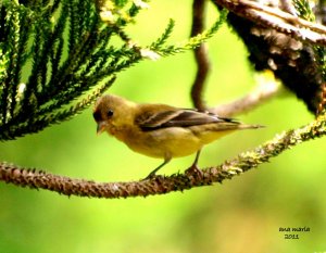 Lesser Goldfinch (female)