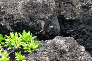 Black noddy landing