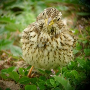 Corn bunting, Frampton RSPB