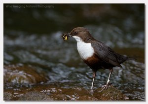 'Nuther Dipper
